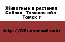 Животные и растения Собаки. Томская обл.,Томск г.